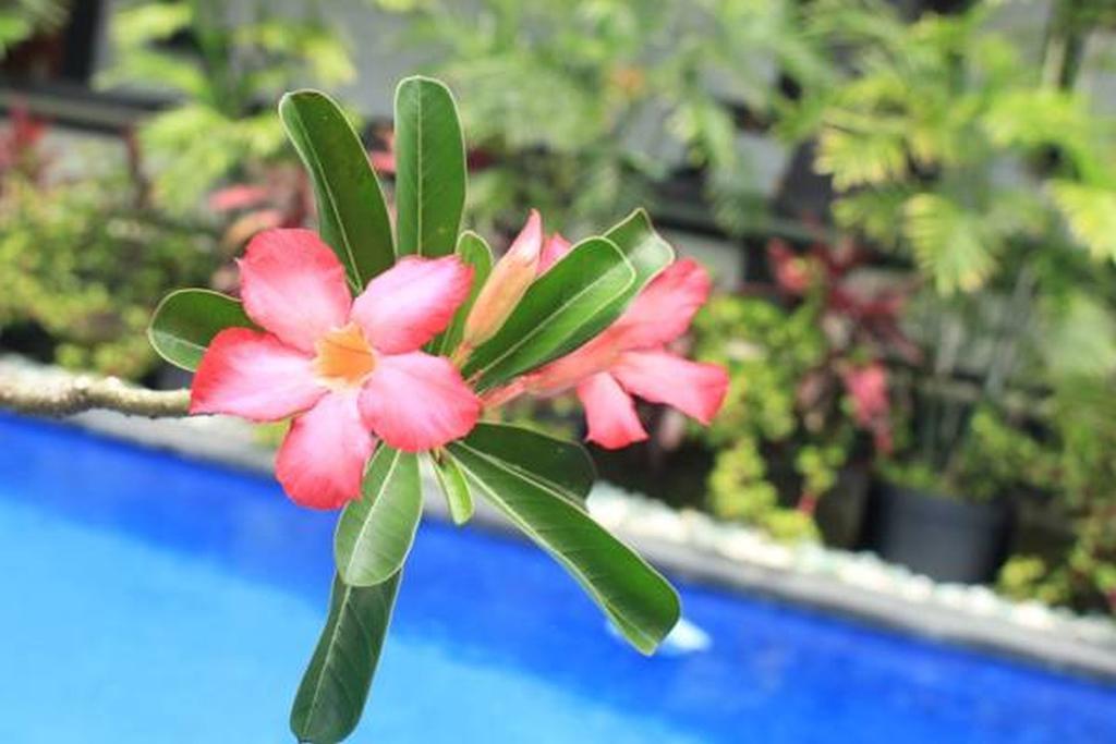 Lucky Family Villa Ubud Dış mekan fotoğraf